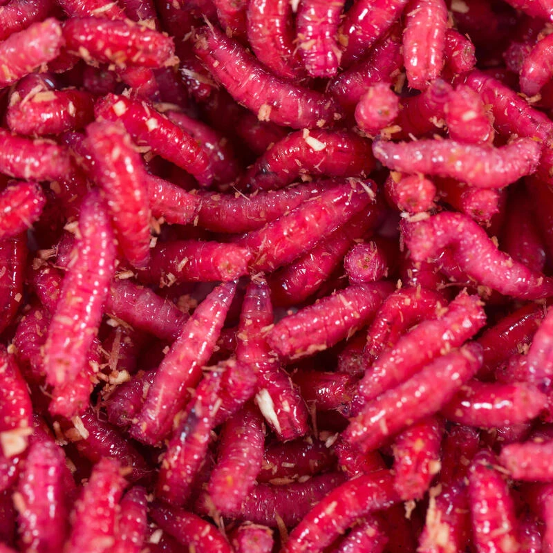 No Brand Appâts Vivants De Pêche, 1/2 L Asticots Rouges 1 No Brand Appâts Vivants De Pêche, 1/2 L Asticots Rouges