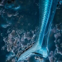 COMBO Leurres Souples Shad Lançon EELO 110 8gr AYU/BLEU -Pêche Produits Magasin combo leurres souples shad lancon eelo 110 8gr ayubleu 2