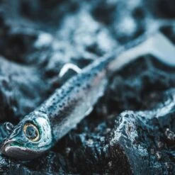 COMBO Leurres Souples Shad Texan ANCHO 120 50g Dos Noir/dos Blanc Pêche En Mer 10 COMBO Leurres Souples Shad Texan ANCHO 120 50g Dos Noir/dos Blanc Pêche En Mer -Pêche Produits Magasin combo leurres souples shad texan ancho 120 50g dos noirdos blanc peche en mer 3