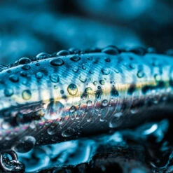 Poisson Nageur SAXTON 75S MAQUEREAU VERT Pêche Au Leurre En Mer 11 Poisson Nageur SAXTON 75S MAQUEREAU VERT Pêche Au Leurre En Mer -Pêche Produits Magasin poisson nageur saxton 75s maquereau vert peche au leurre en mer 4